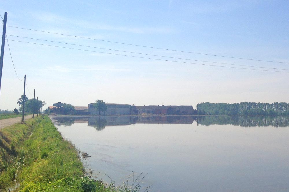 Risaia biologica allagata