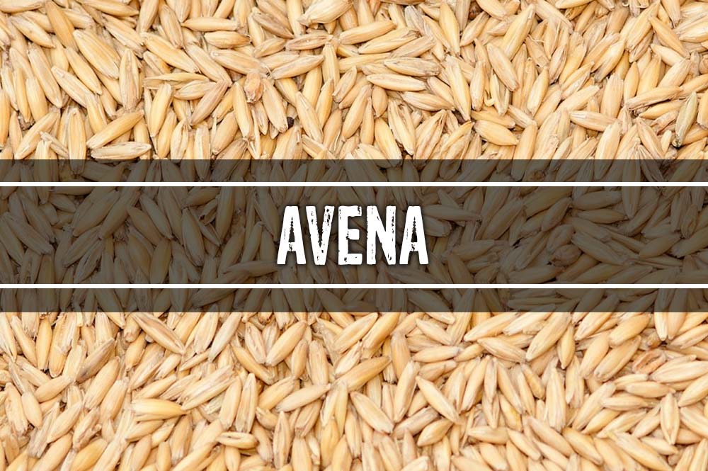 Cereali - avena